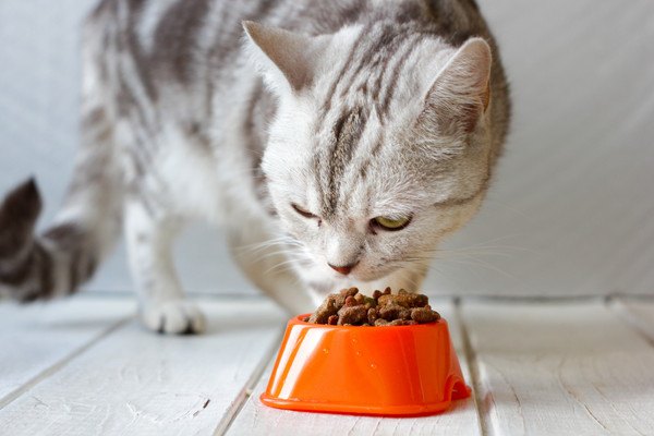 キャットフードを食べるアメショ