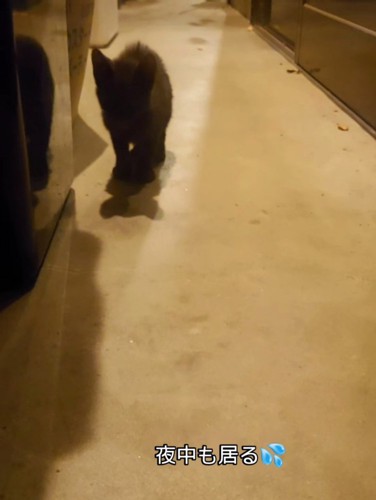 立っている子猫