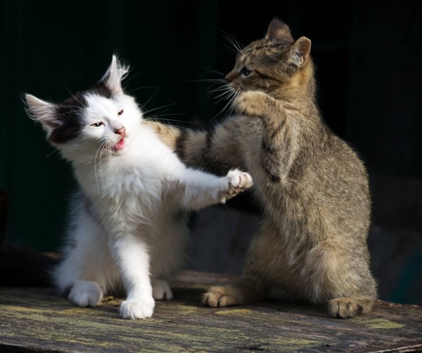 仲良くじゃれあう猫たち