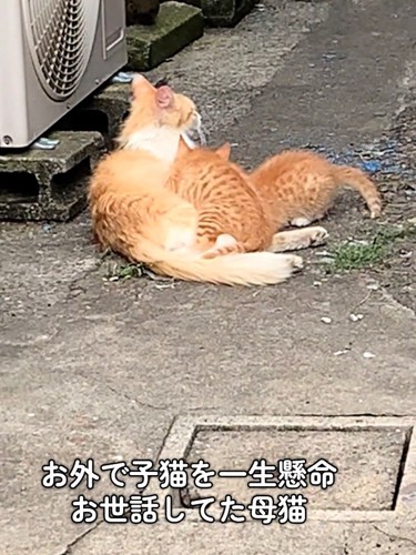 子猫に母乳をあげる母猫