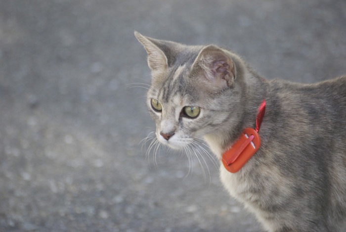 名札を付ける猫