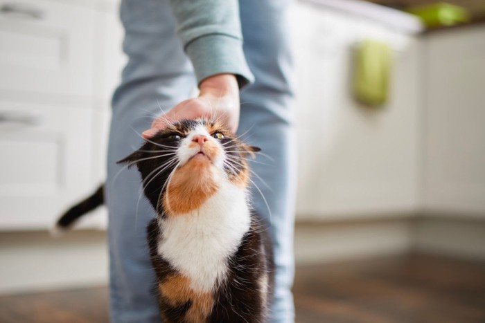 猫を撫でる飼い主