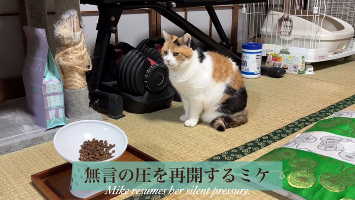 ごはんのお皿の前に座る猫
