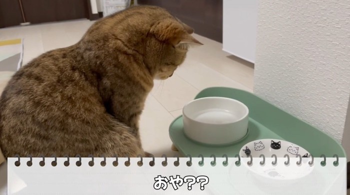 水飲みの前にいる猫