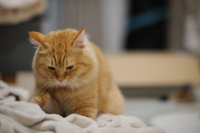 ふみふみする茶トラ猫