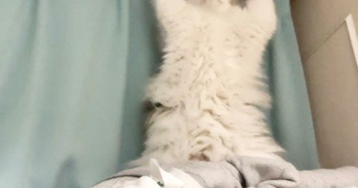 カーテンの前で後ろ足で立ち上がる猫