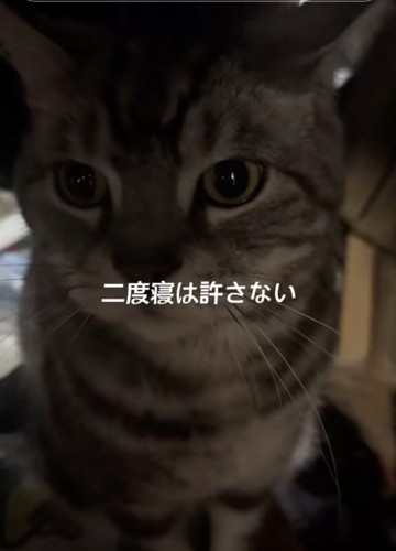 睨みつける猫