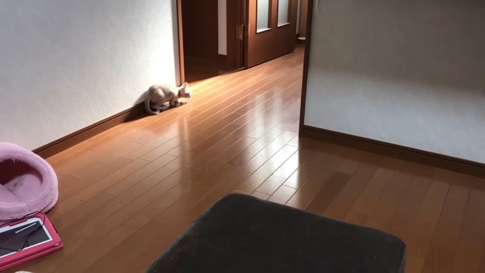 体を小さくしている子猫