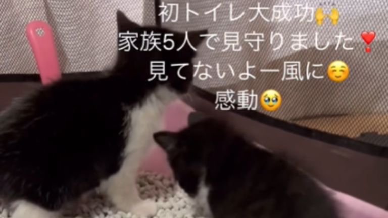 猫用トイレにいる子猫