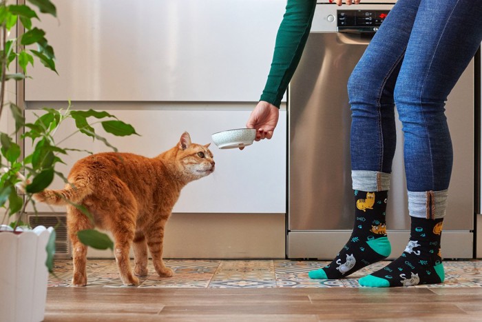 フード皿を持つ飼い主とお腹が空いた猫