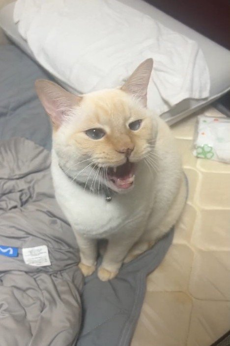 鳴く猫