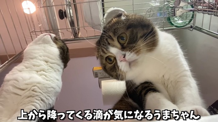 見上げる猫