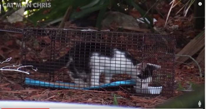 捕獲器の中の猫