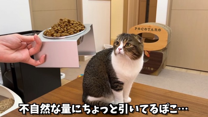 キャットフードを見る猫