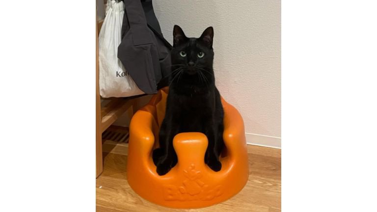 椅子に座る猫