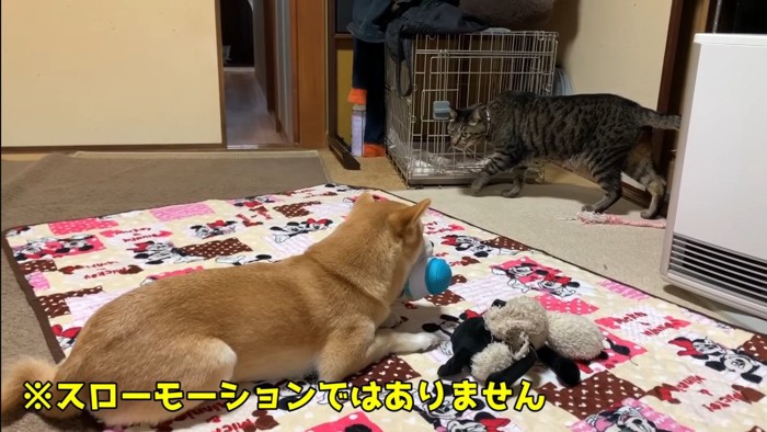 右から左へ歩いていく猫と猫を見る柴犬