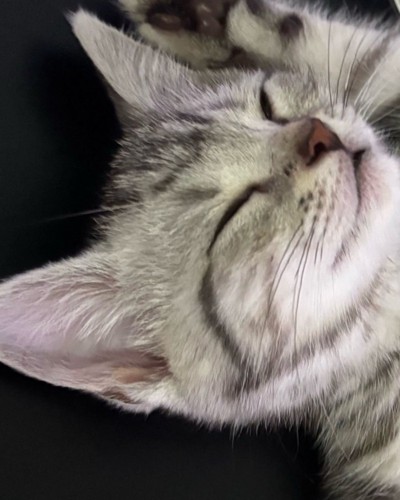 眠る子猫の顔アップ