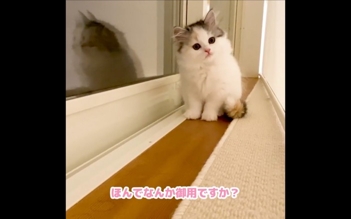 見上げる猫