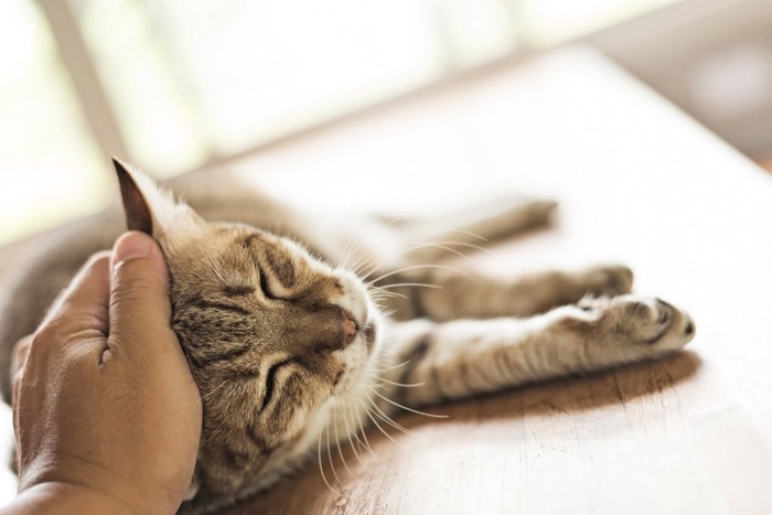 なでられる猫
