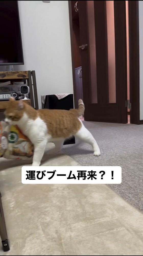 袋を運ぶ猫