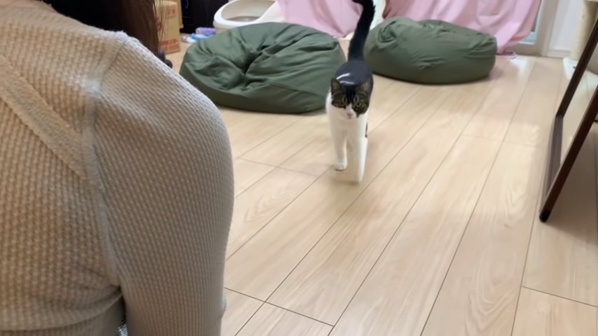 緑色のクッションに前に立つ猫