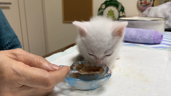 しっかりとご飯を味わうハクくん