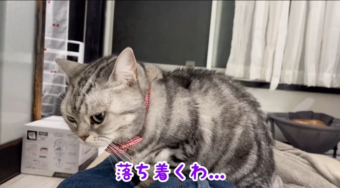 膝の上の猫