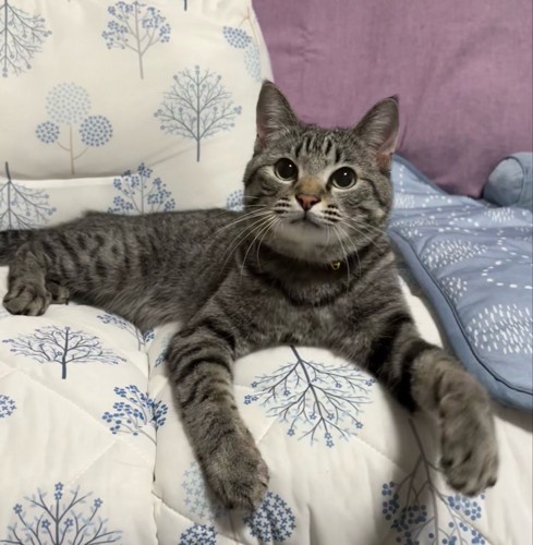 ソファーに乗る猫