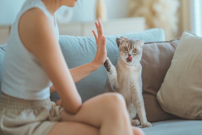 飼い主にタッチする猫