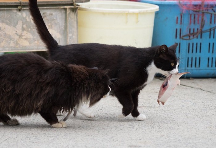 港で魚介類をもらう猫