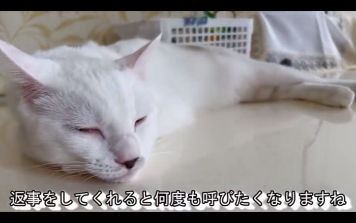 寝ている猫