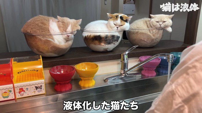 ボウルに入る猫たち