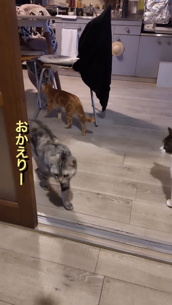 歩いてくる猫