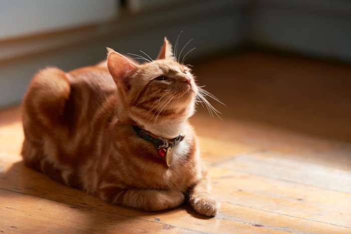 タグのついた首輪猫