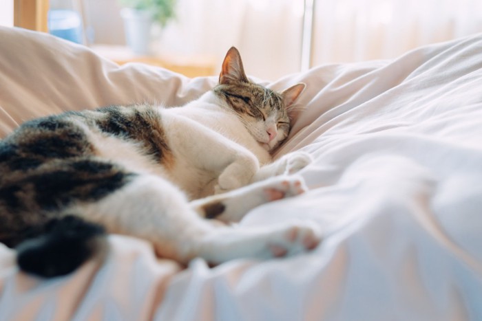 ベッドで気持ちよさそうに寝る猫