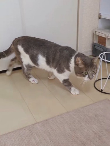 歩く猫
