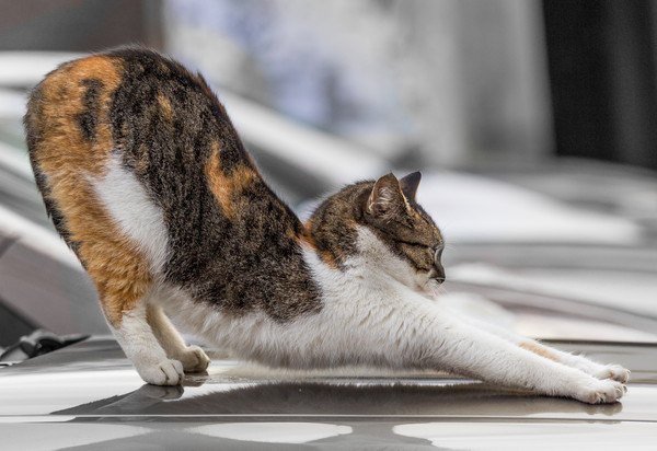 車の上で伸びをして傷をつける猫