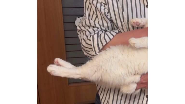 抱かれている猫