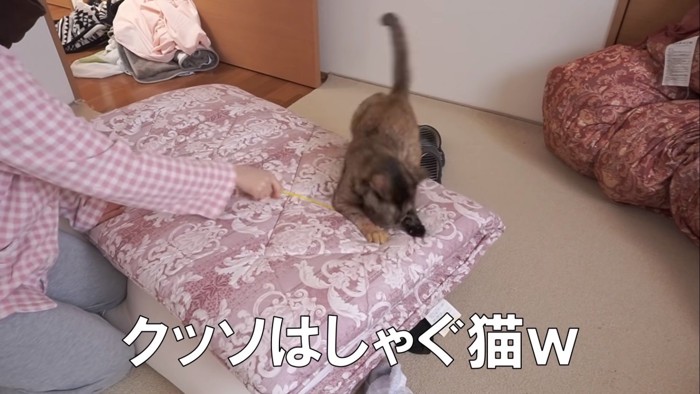 飼い主さんも思わず笑ってしまう程のはしゃぎっぷり