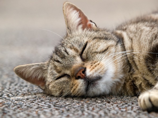 眠っている猫