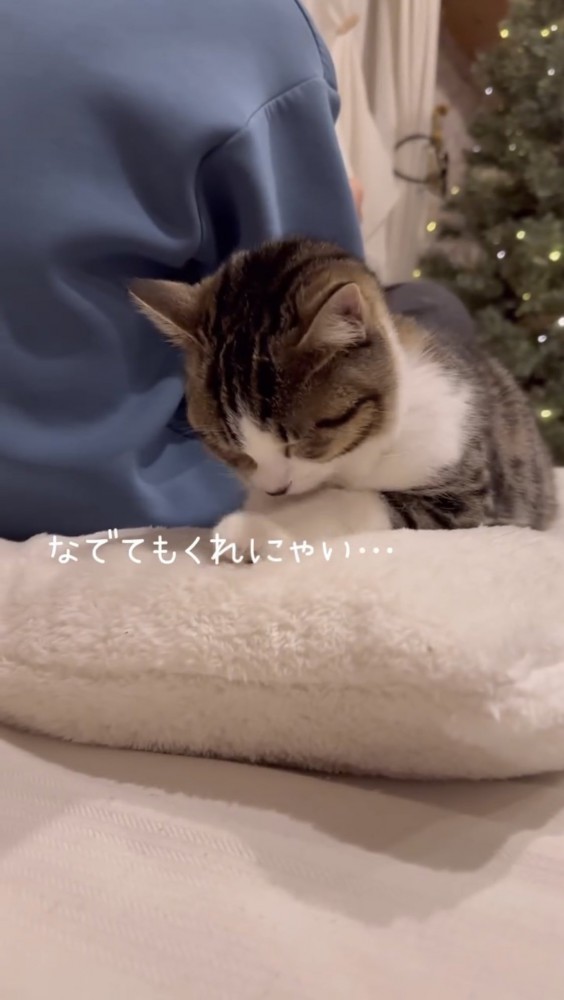 うつむく子猫