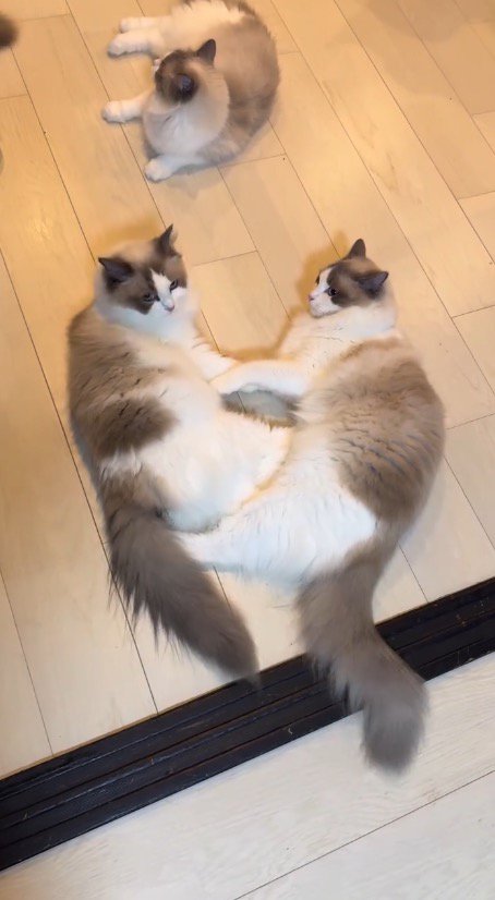 向き合って床に寝転がる2頭の猫
