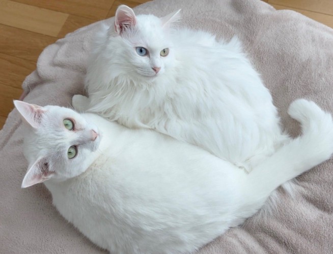 白猫2匹