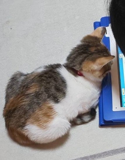 タブレットを見ている子猫