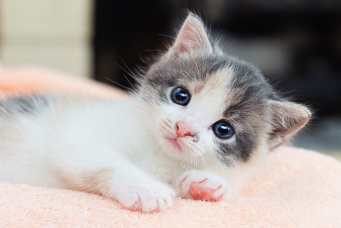 1点を見つめる子猫