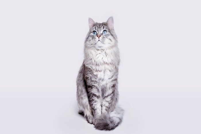 座って上を向く猫