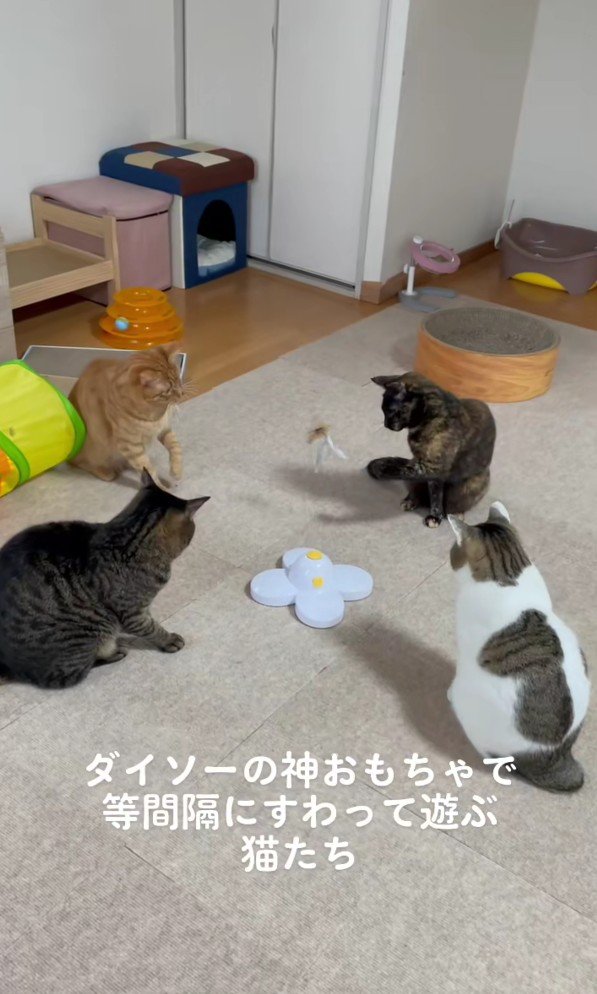 おもちゃを囲む猫たち