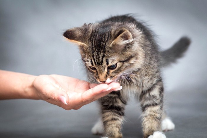 手から食べる子猫