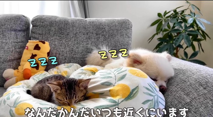 寝ている猫と犬