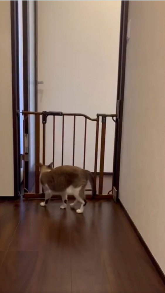 振り返る猫